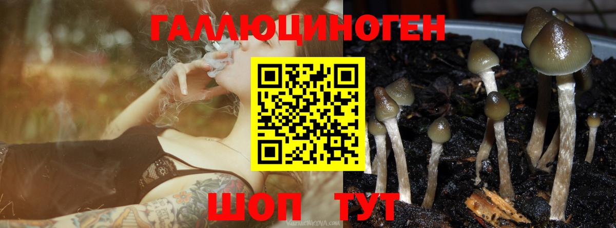 Северобайкальск  Псилоцибиновые грибы мухоморы  Вход с VPN  Псилоцибиновые грибы Cubensis 